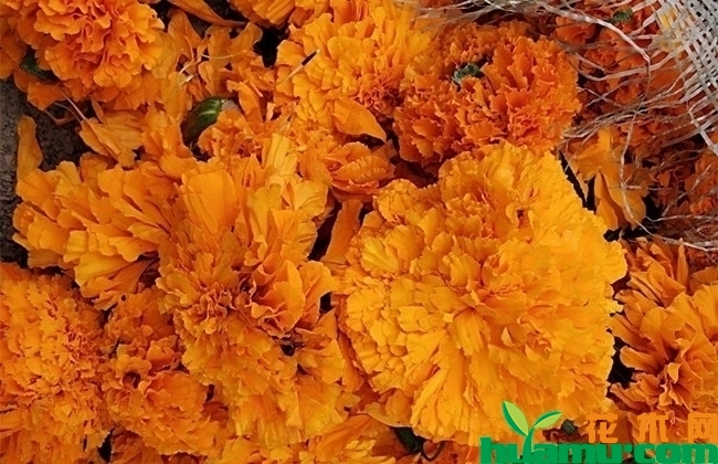 万寿菊鲜花 万寿菊鲜花