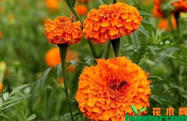 万寿菊鲜花 万寿菊鲜花