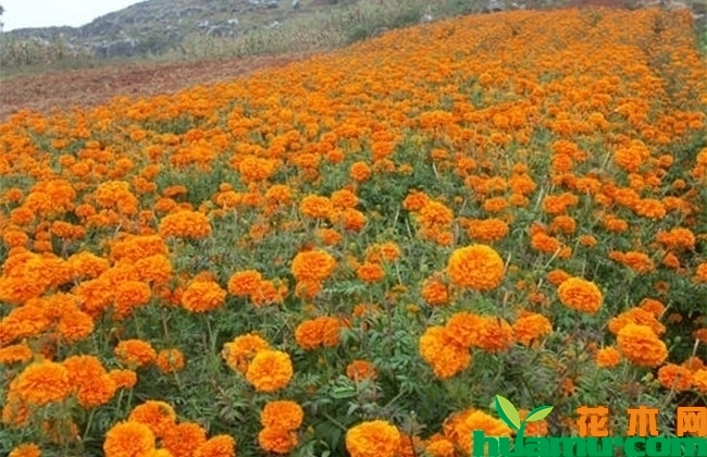 万寿菊鲜花 万寿菊鲜花