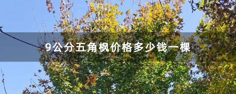 9公分五角枫价格多少钱一棵