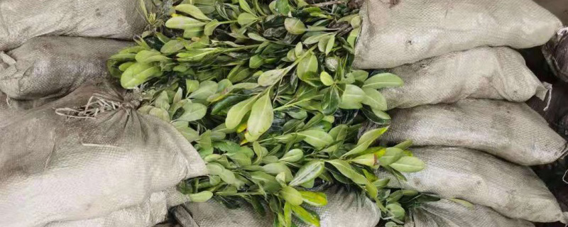 海桐小苗