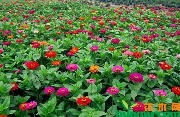 百日草价格