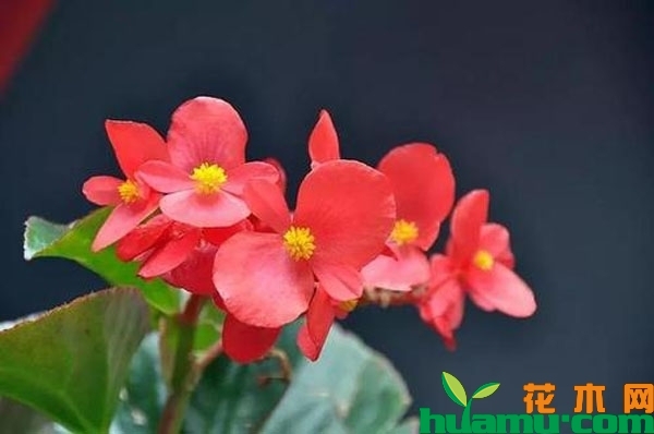 四季海棠花多少钱？