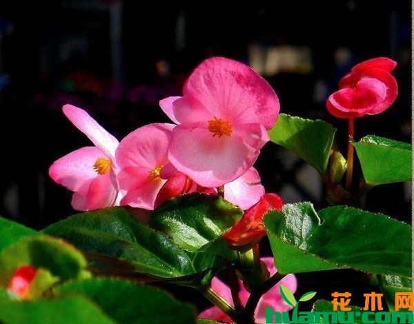 四季海棠花