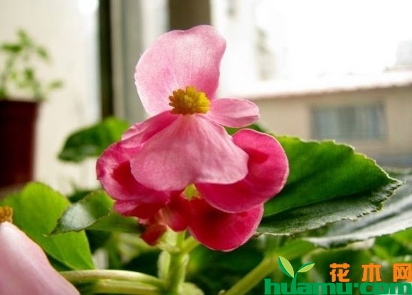 四季海棠花