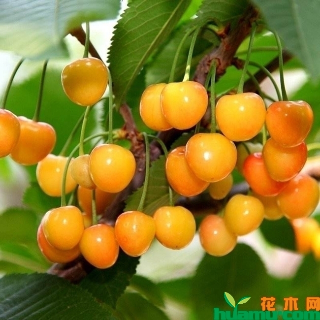 黄蜜大樱桃树苗价格