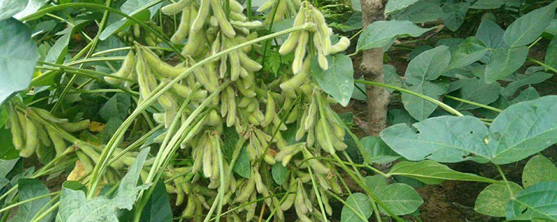 2022年毛豆种植行情分析 2022年毛豆种植行情分析