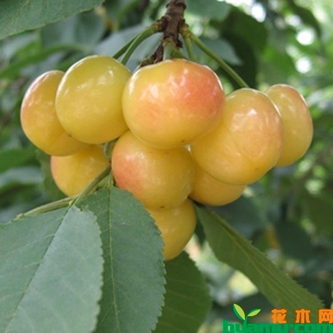 黄密樱桃基地实拍.jpg