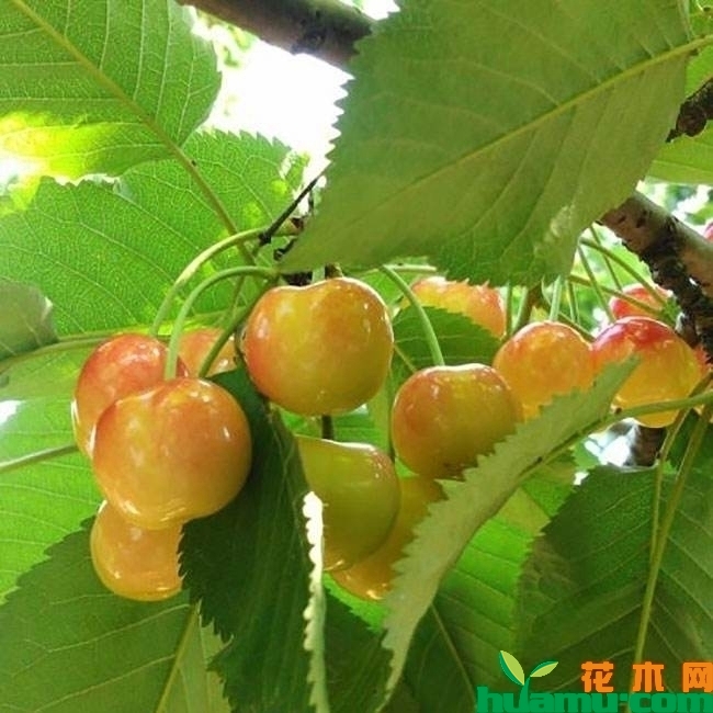 黄蜜樱桃树.jpg