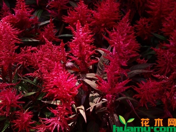 红叶鸡冠花