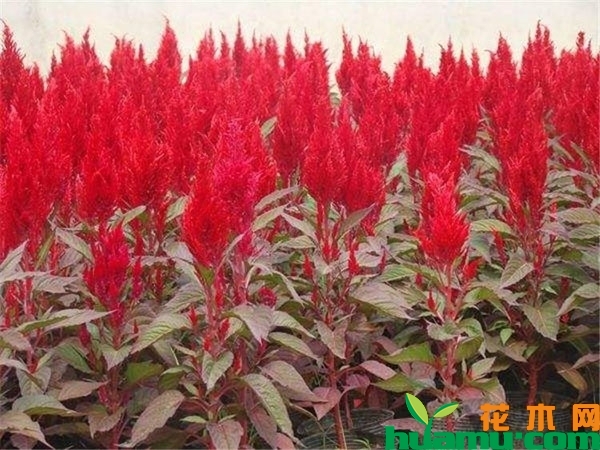 羽状鸡冠花