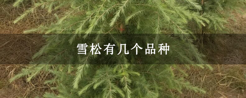 雪松有几个品种