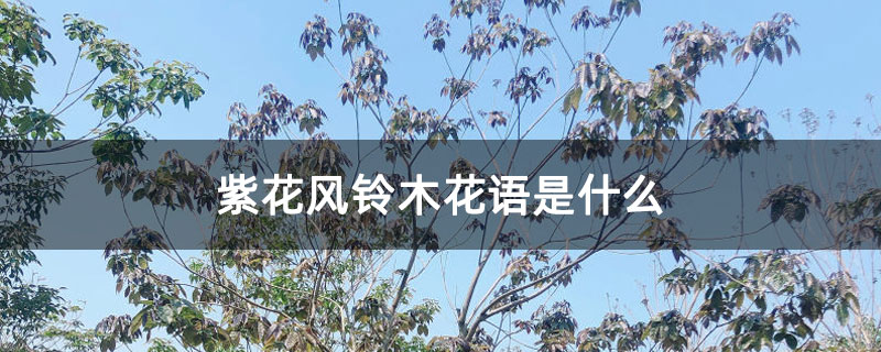 紫花风铃木花语是什么