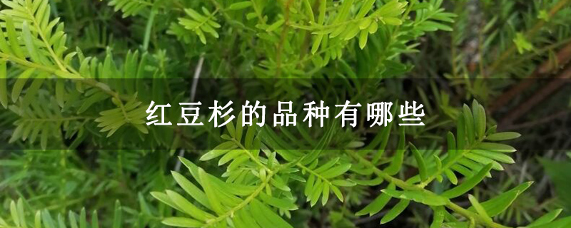 红豆杉的品种有哪些
