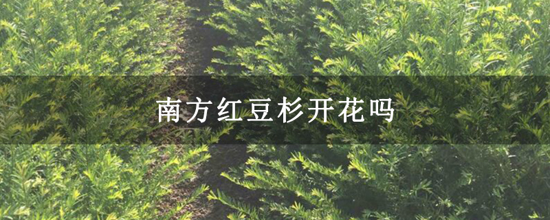 南方红豆杉开花吗