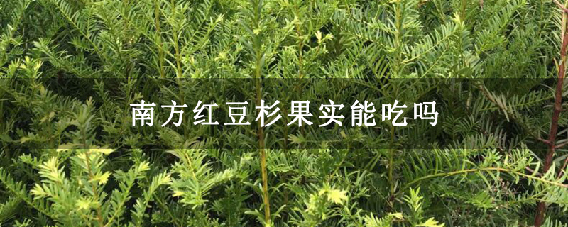 南方红豆杉果实能吃吗