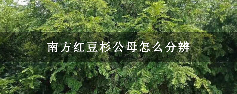 南方红豆杉公母怎么分辨
