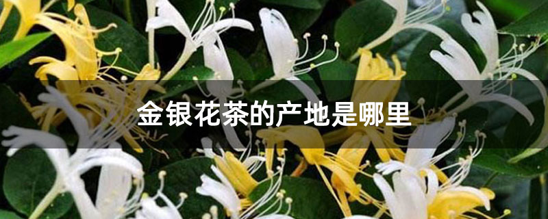 金银花茶的产地是哪里