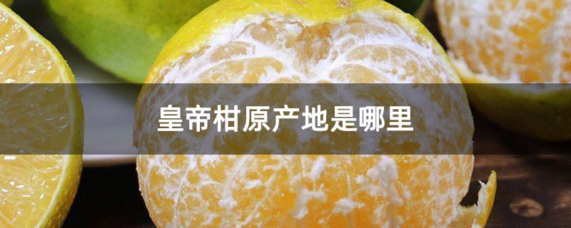 皇帝柑原产地是哪里