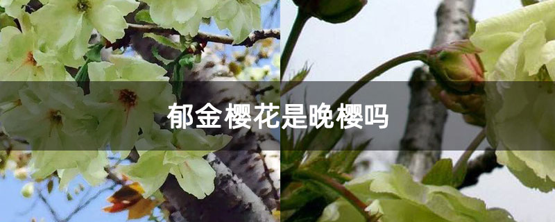 郁金樱花是晚樱吗