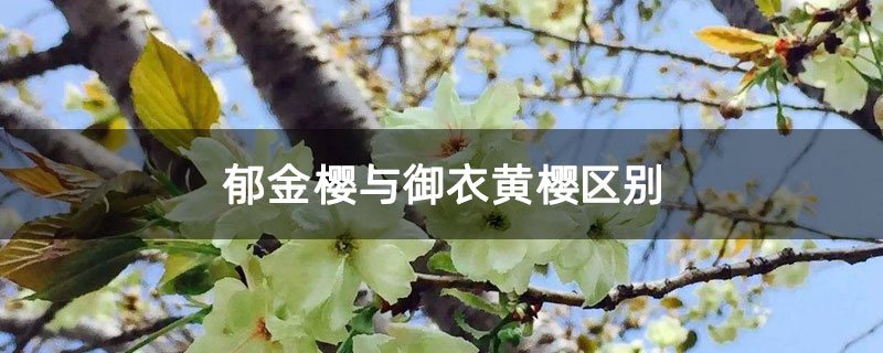 郁金樱与御衣黄樱区别