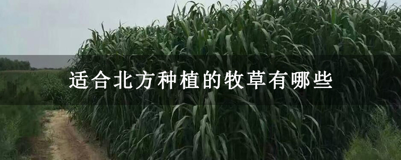 适合北方种植的牧草有哪些