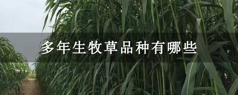 多年生牧草品种有哪些