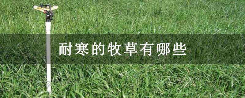 耐寒的牧草有哪些