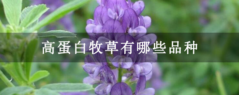 高蛋白牧草有哪些品种