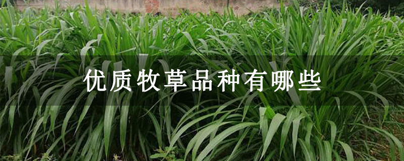 优质牧草品种有哪些