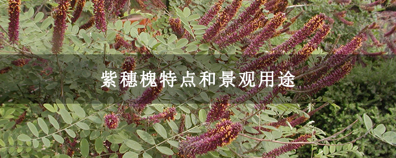 紫穗槐特点和景观用途