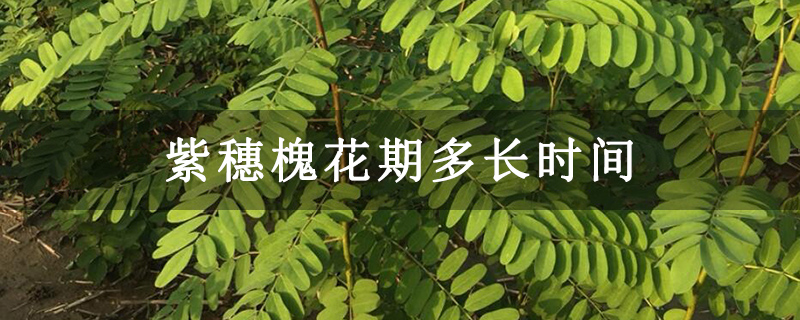 紫穗槐花期多长时间
