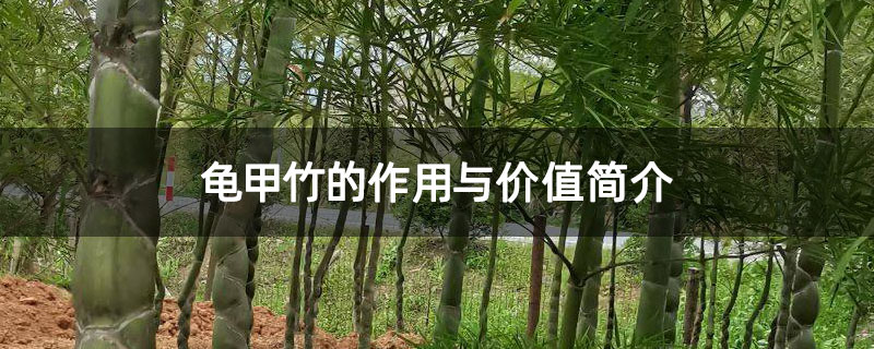 龟甲竹的作用与价值简介