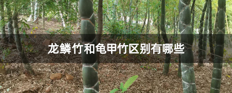 龙鳞竹和龟甲竹区别有哪些