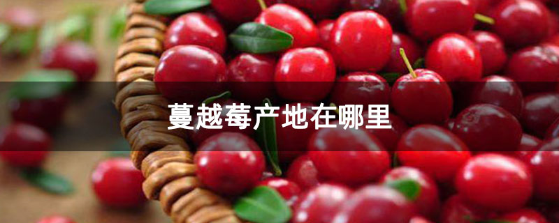 蔓越莓产地在哪里