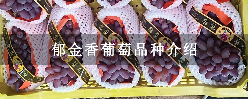 郁金香葡萄品种介绍