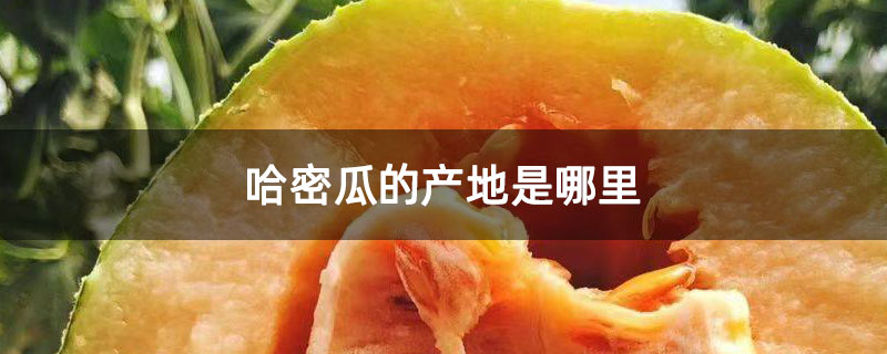 哈密瓜的产地是哪里