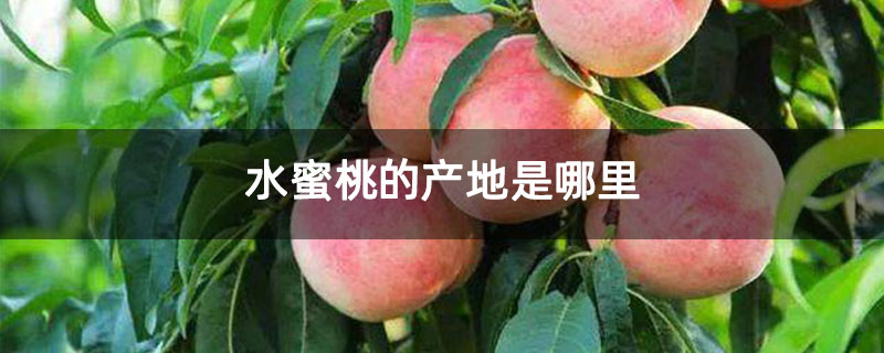水蜜桃的产地是哪里