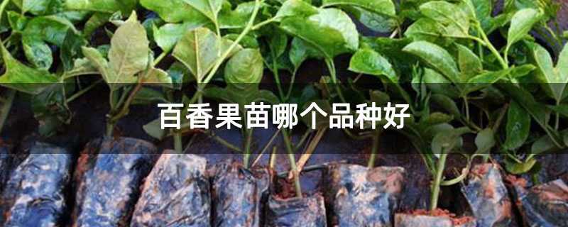 百香果苗哪个品种好