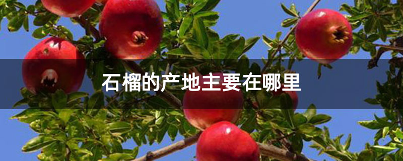 石榴的产地主要在哪里