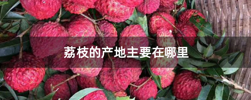 荔枝的产地主要在哪里