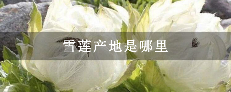 雪莲产地是哪里
