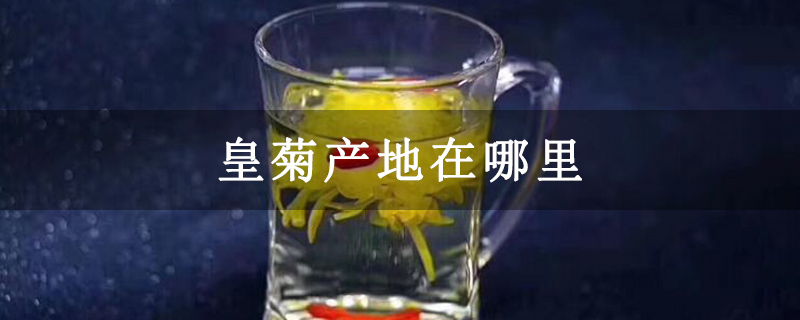 皇菊产地在哪里