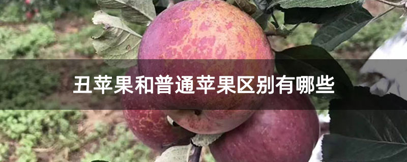 丑苹果和普通苹果区别有哪些