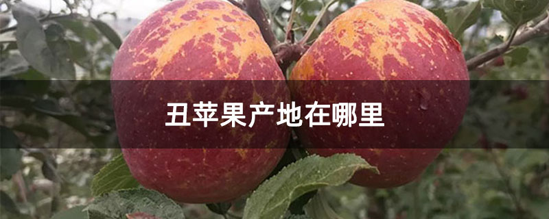 丑苹果产地在哪里