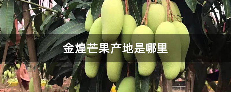 金煌芒果产地是哪里