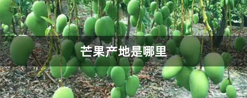 芒果产地是哪里