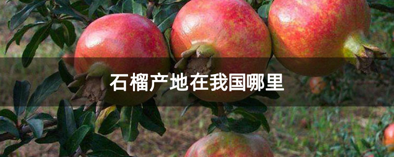 石榴产地在我国哪里