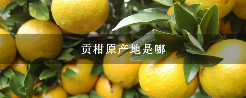 贡柑原产地是哪