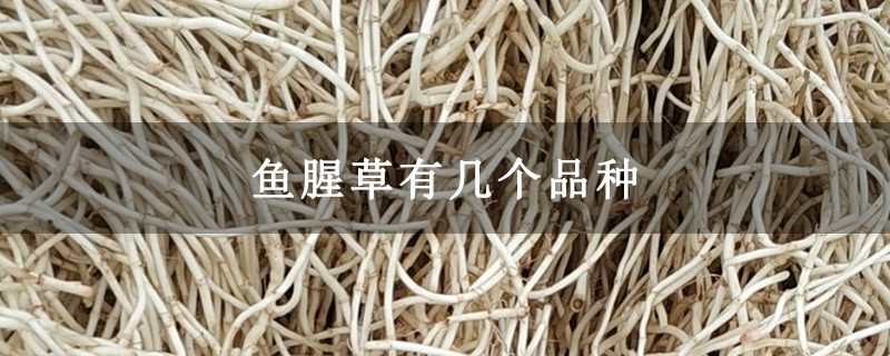 鱼腥草有几个品种